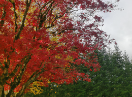 Short Autumn shot from my drone